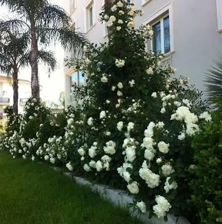 Lägenhetshotell Olympus Alba Adriatica