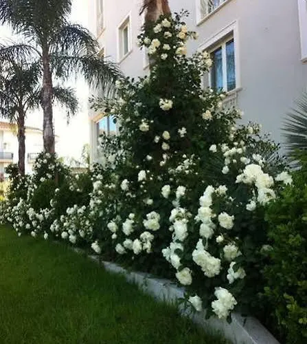 Apart-hotel Olympus Alba Adriatica