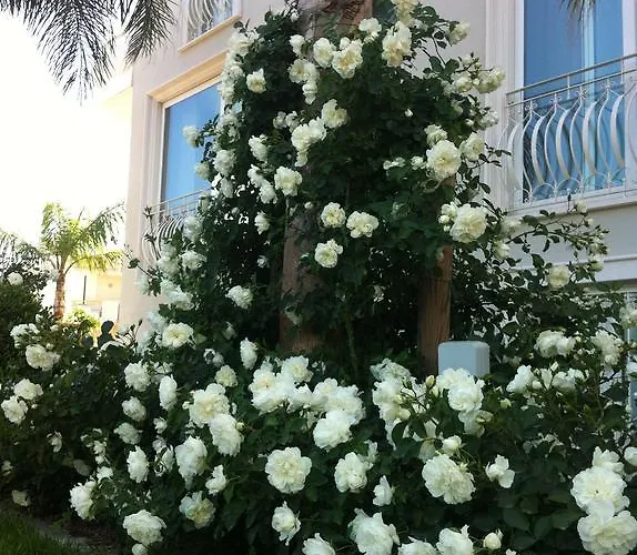 Olympus 4* ألبا أدرياتيكا